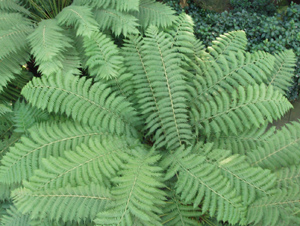 A tree fern
